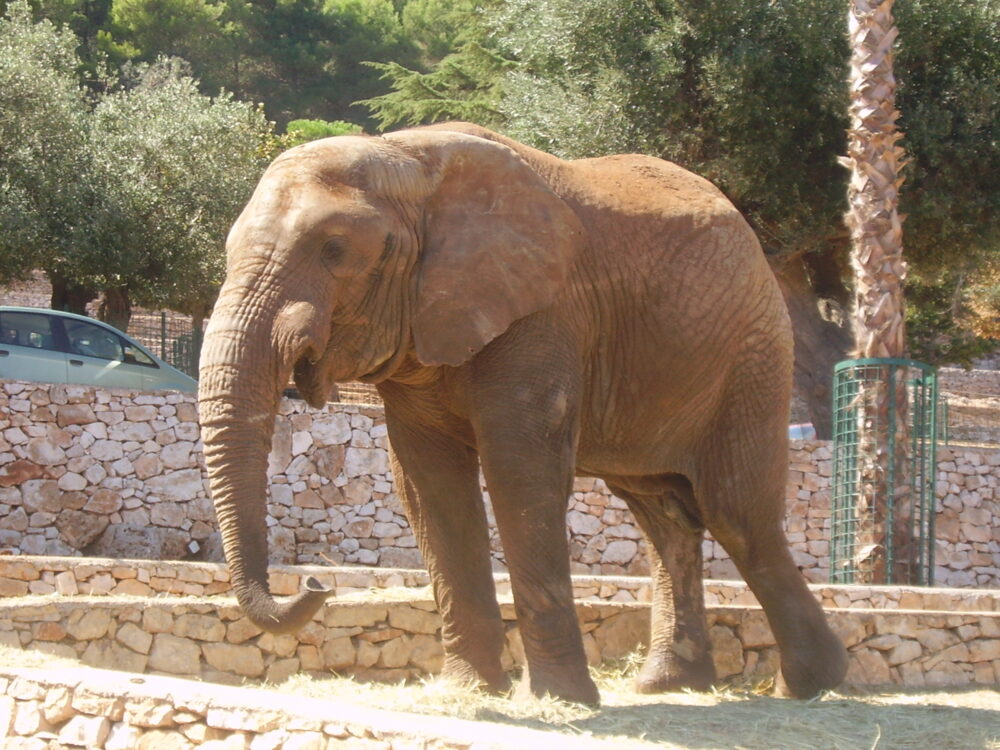 An elephant at Zoosafari Fasano
